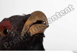 Western capercaillie beak mouth 0004.jpg